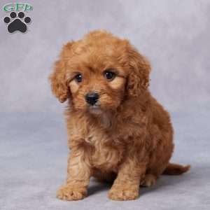 Theo, Cavapoo Puppy